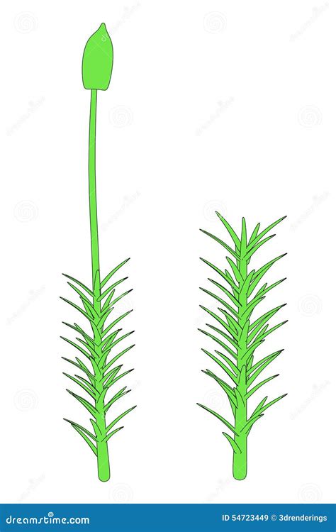 Image Of Moss Plant Stock Illustration Illustration Of Green 54723449