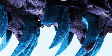 Limpet Teeth Set New Record As Nature's Strongest-Known Material | HuffPost