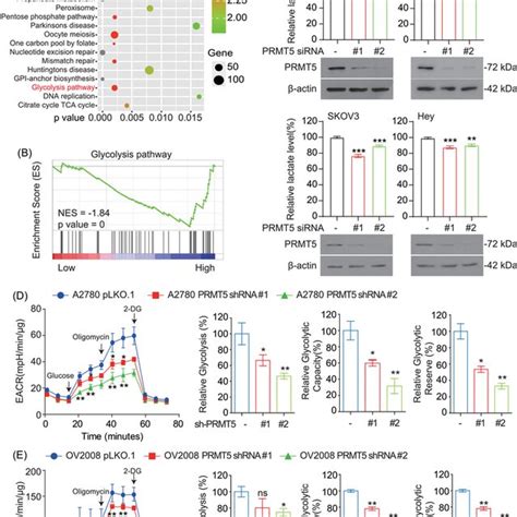 Prmt Promotes Ovarian Cancer Cell Glycolysis Flux A Kegg Pathway