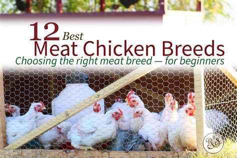 Here Are Of The Best Meat Chicken Breeds For Raising On Your