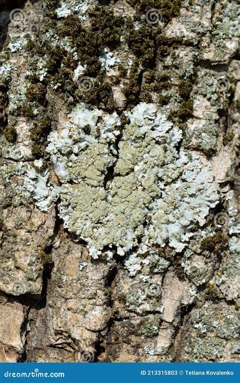 Physconia Grisea Lichen Sur L Corce D Un Arbre Image Stock Image Du