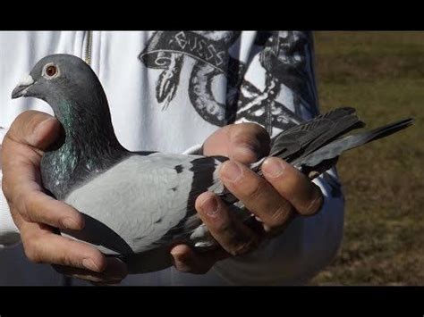 Miles Ghc Classic Pigeon Race Full Event Youtube Racing