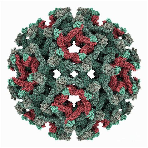 Binjari Virus Capsid Photograph By Laguna Design Science Photo Library