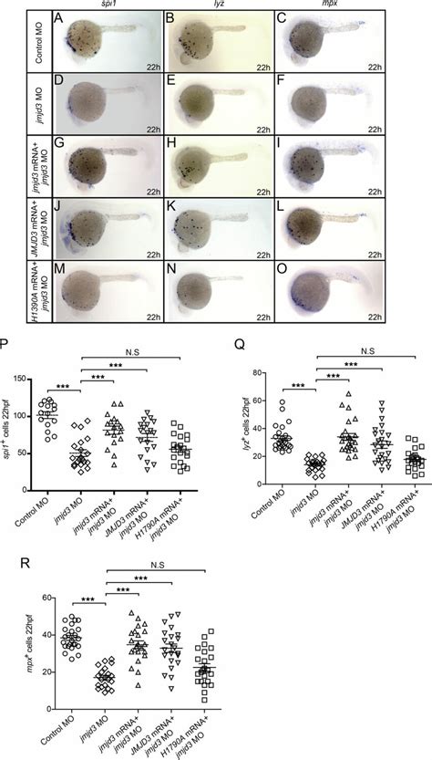 Jmjd3 Promotes Myelopoiesis In A Demethylase Dependent Manner A O