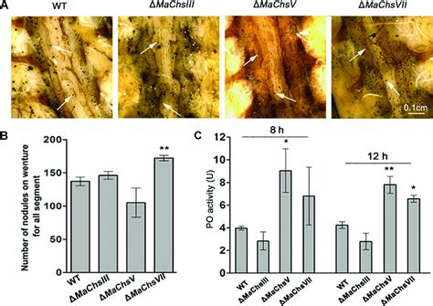 Determination Of Nodulation And Phenoloxidase PO Activity In Locust