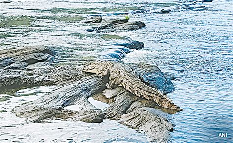 After Attack At National Park, Australian Crocodiles Face Cull Threat ...