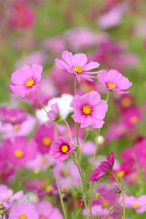 30 Types Of Pink Flowers For Your Garden Garden Design