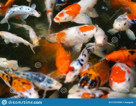 Peixe Koi Ou Peixe Carpa Nadando Na Lagoa Foto De Stock Imagem De