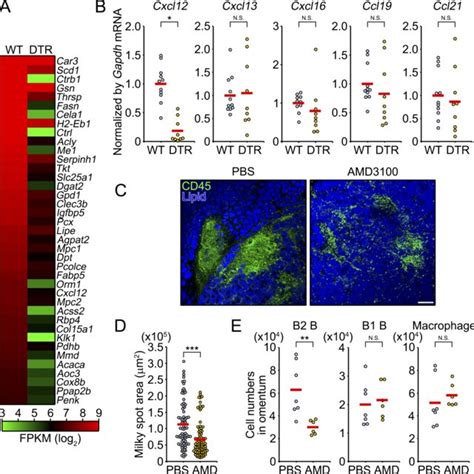 Cellular Characterization Of Aldh1a2 Stromal Cells A Heat Map Of