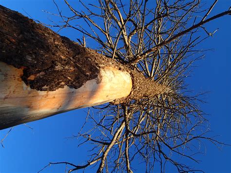 Free Images Tree Nature Branch Winter Sky Sunlight Leaf Flower