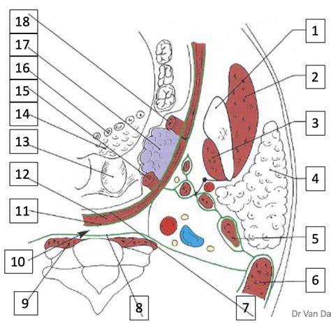 Diagram Coupe Transversale Hauteur De L Oropharynx Et Passant Par C