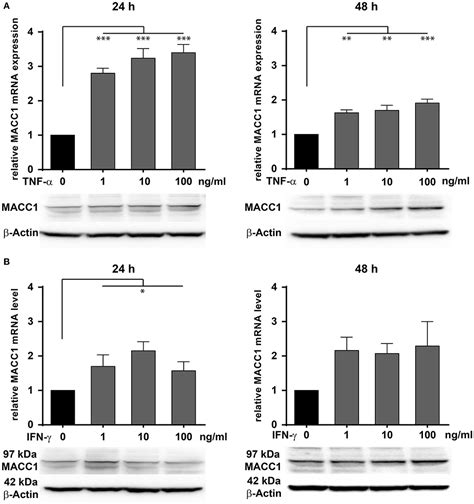 Frontiers Pro Inflammatory Tnf And Ifn Promote Tumor Growth And