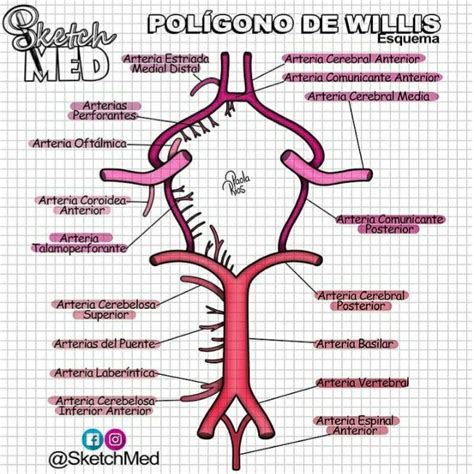 Polígono de Willis Anatomía médica Anatomia y fisiologia Anatomia y