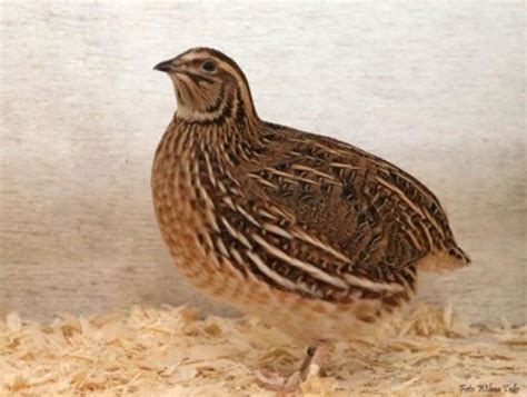 Coturnix Quail A Versatile And Sustainable Poultry