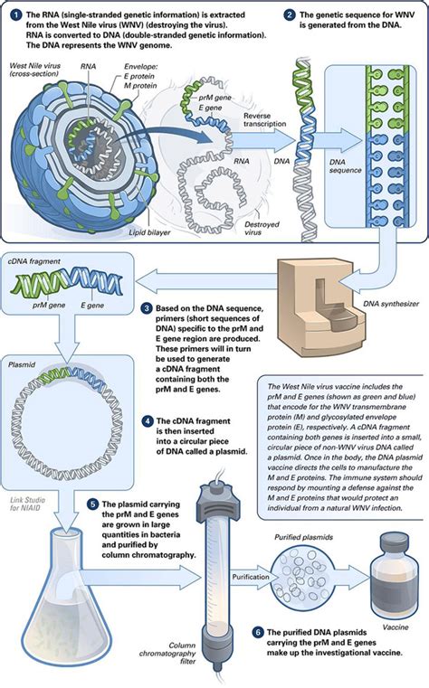 Difference Between DNA Vaccine And Recombinant Vaccine Compare The