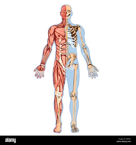 Human body anatomy hi-res stock photography and images - Alamy