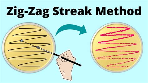 Zigzag Streaking Method Of Isolation Microbiology Part 4 Youtube