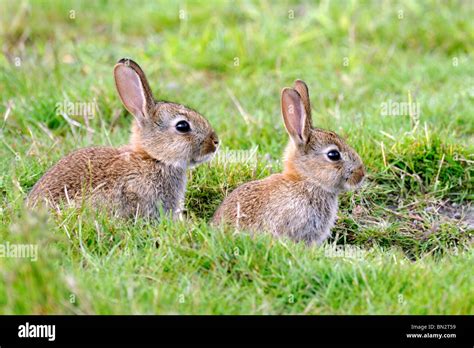 Oryctolagus cuniculus Fotos und Bildmaterial in hoher Auflösung Alamy