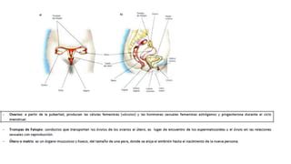 Unidad La Reproducci N Humana Ppt