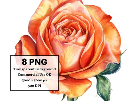 Orange Rose Bud Flower Clipart Bundle Commercial Use Allowed Etsy