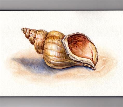 How To Draw A Conch Shell