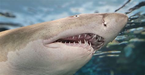 Shark Showing Teeth · Free Stock Photo