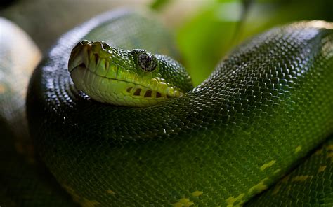 Download wallpaper for 1920x1080 resolution | Python | animals | Wallpaper Better