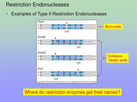 Learning Targets Explain What Restriction Enzymes Are And How They Are Used In Recombinant Dna