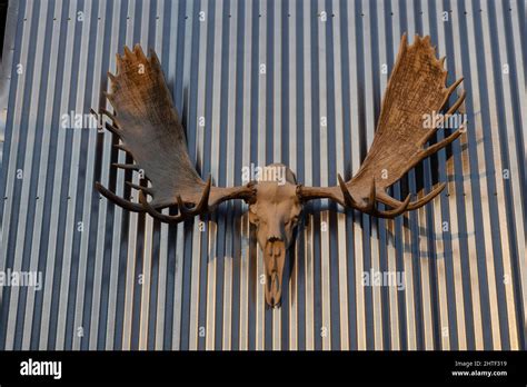 Moose antlers hung outside a hotel in West Yellowstone, Montana Stock ...