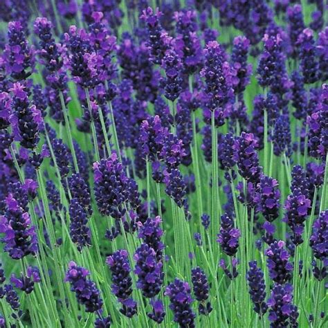 Лаванда: секреты выращивания и полезные рецепты - Азбука садовода