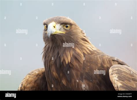 Golden Eagle Portrait Stock Photo - Alamy