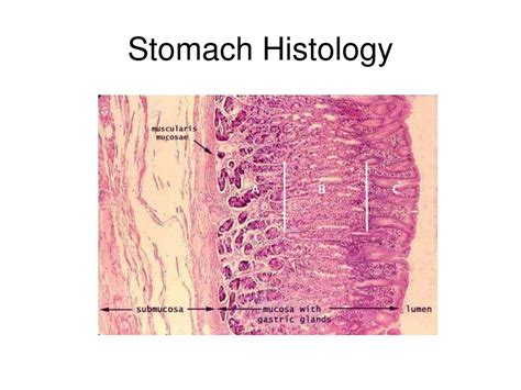 Stomach Histology Diagram