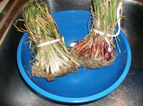 The Rusted Garden Journal : How to Plant Onions in a Raised Bed Garden ...