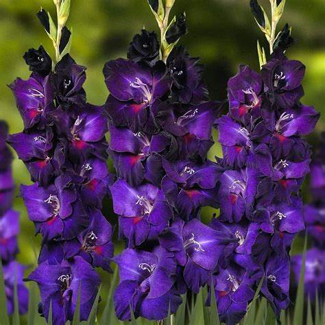 Голубые гладиолусы сорта (53 фото)