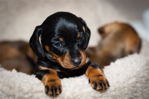 Spring Dachshund Puppies Wallpapers Wallpaper Cave