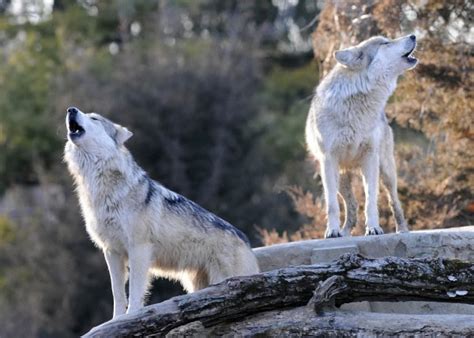 Gray Wolf The Biggest Animals Kingdom