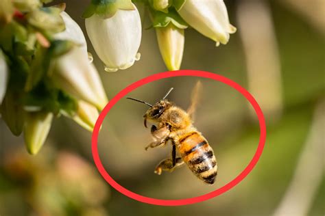 Sering Terlihat Di Lingkungan Ternyata Ini 6 Manfaat Lebah Yang Harus Kamu Ketahui