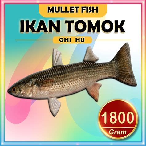 Jual Ikan Tomok Ohi Beku Medan Bagan Siapi Api Panipahan Seafood Ikan