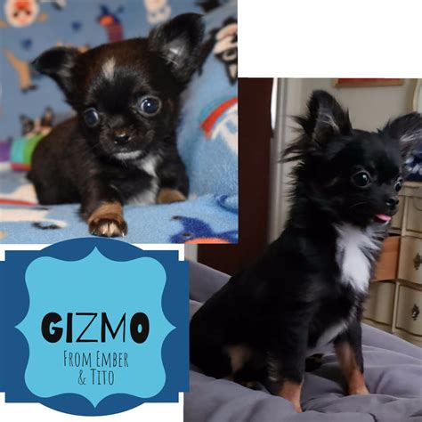 Past Puppies Chihuahuas Unlimited