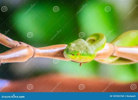 Scary Green Venomous Pit Viper Is Crawling On The Branch Green Pit