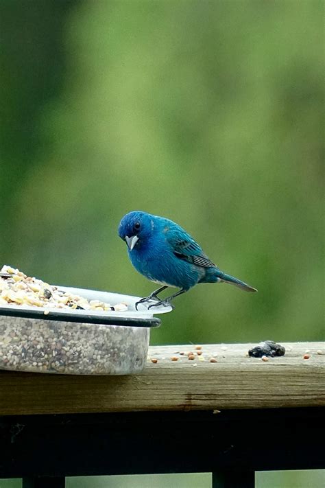 Indigo Bunting Photos, Download The BEST Free Indigo Bunting Stock ...