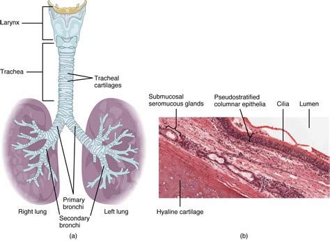 Epithelial Tissue In The Respiratory System