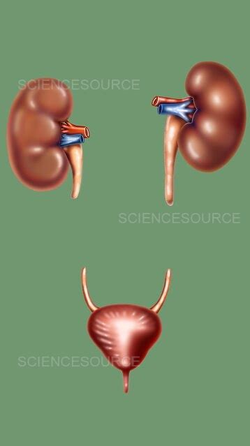 Photograph The Urinary System Science Source Images