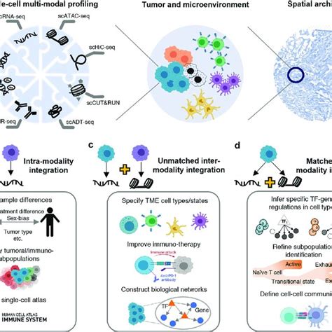 Scmulti Omics Profiling And Application Examples In Immuno Oncology A