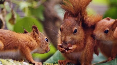 Five Facts About Squirrels That Might Just Amaze You Bbc Newsround