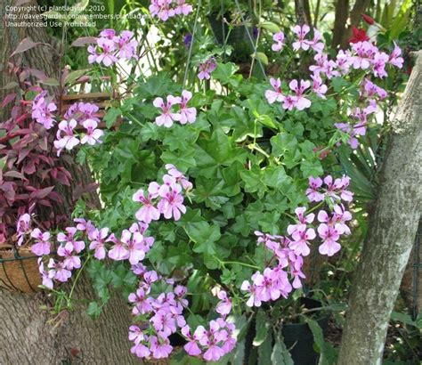 PlantFiles Pictures Ivy Geranium Ivy Leaf Geranium Pelargonium