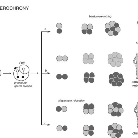 Variants Of The Origin Of Some Unusual Chimera Discovered In Humans