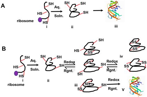 Molecules Free Full Text Revisiting The Formation Of A Native