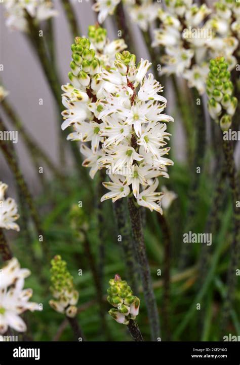 Wild Hyacinth Lachenalia Contaminata Asparagaceae Hyacinthaceae