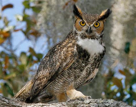 Great Horned Owl Songs and Calls - Larkwire